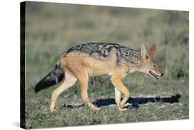 Black-Backed Jackal Walking-Paul Souders-Stretched Canvas