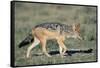 Black-Backed Jackal Walking-Paul Souders-Framed Stretched Canvas