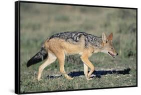 Black-Backed Jackal Walking-Paul Souders-Framed Stretched Canvas