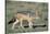 Black-Backed Jackal Walking-Paul Souders-Stretched Canvas