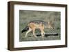 Black-Backed Jackal Walking-Paul Souders-Framed Premium Photographic Print