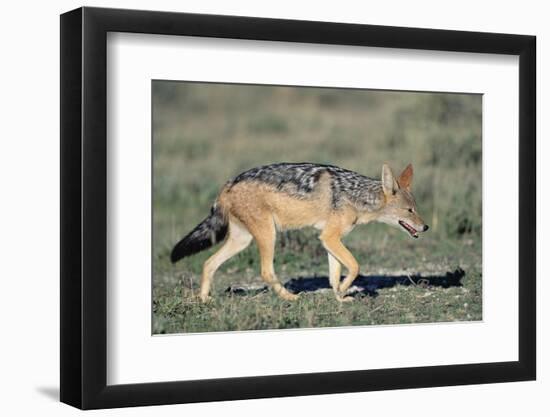 Black-Backed Jackal Walking-Paul Souders-Framed Premium Photographic Print