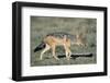 Black-Backed Jackal Walking-Paul Souders-Framed Premium Photographic Print