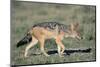 Black-Backed Jackal Walking-Paul Souders-Mounted Premium Photographic Print