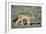 Black-Backed Jackal Walking-Paul Souders-Framed Photographic Print