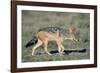 Black-Backed Jackal Walking-Paul Souders-Framed Photographic Print