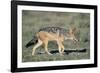 Black-Backed Jackal Walking-Paul Souders-Framed Photographic Print