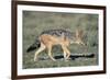 Black-Backed Jackal Walking-Paul Souders-Framed Photographic Print