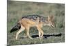 Black-Backed Jackal Walking-Paul Souders-Mounted Photographic Print