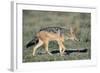 Black-Backed Jackal Walking-Paul Souders-Framed Photographic Print