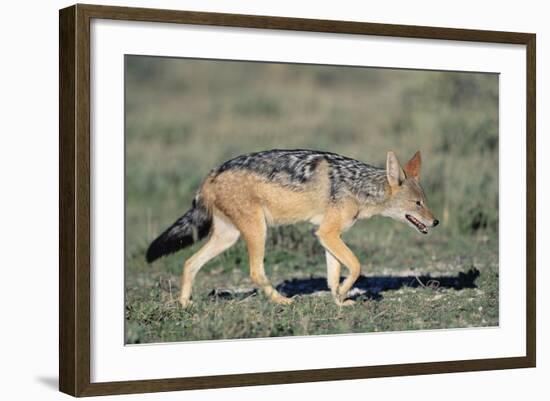 Black-Backed Jackal Walking-Paul Souders-Framed Photographic Print