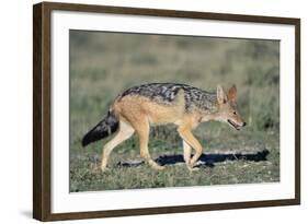 Black-Backed Jackal Walking-Paul Souders-Framed Photographic Print