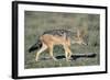 Black-Backed Jackal Walking-Paul Souders-Framed Photographic Print