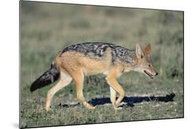 Black-Backed Jackal Walking-Paul Souders-Mounted Photographic Print