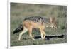 Black-Backed Jackal Walking-Paul Souders-Framed Photographic Print