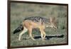 Black-Backed Jackal Walking-Paul Souders-Framed Photographic Print