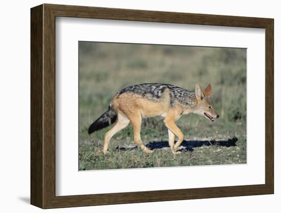 Black-Backed Jackal Walking-Paul Souders-Framed Photographic Print