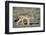 Black-Backed Jackal Walking-Paul Souders-Framed Photographic Print