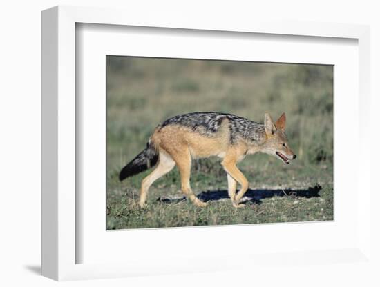 Black-Backed Jackal Walking-Paul Souders-Framed Photographic Print