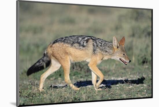 Black-Backed Jackal Walking-Paul Souders-Mounted Photographic Print