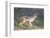 Black-Backed Jackal Walks Through the Jungle, Ngorongoro, Tanzania-James Heupel-Framed Photographic Print