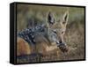 Black-Backed Jackal-James Hager-Framed Stretched Canvas