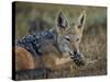 Black-Backed Jackal-James Hager-Stretched Canvas