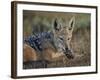 Black-Backed Jackal-James Hager-Framed Photographic Print