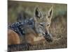 Black-Backed Jackal-James Hager-Mounted Photographic Print