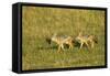 Black-Backed Jackal-Mary Ann McDonald-Framed Stretched Canvas