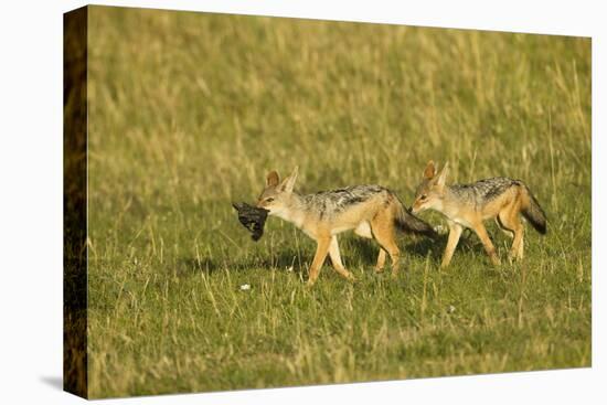 Black-Backed Jackal-Mary Ann McDonald-Stretched Canvas