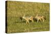 Black-Backed Jackal-Mary Ann McDonald-Stretched Canvas