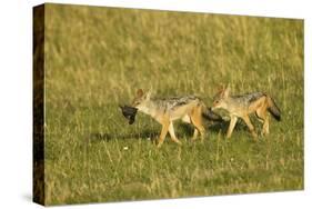 Black-Backed Jackal-Mary Ann McDonald-Stretched Canvas