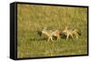 Black-Backed Jackal-Mary Ann McDonald-Framed Stretched Canvas