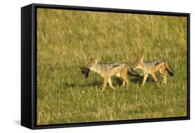 Black-Backed Jackal-Mary Ann McDonald-Framed Stretched Canvas