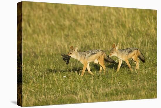 Black-Backed Jackal-Mary Ann McDonald-Stretched Canvas