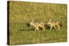 Black-Backed Jackal-Mary Ann McDonald-Stretched Canvas