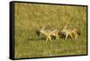 Black-Backed Jackal-Mary Ann McDonald-Framed Stretched Canvas