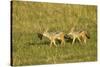 Black-Backed Jackal-Mary Ann McDonald-Stretched Canvas