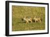 Black-Backed Jackal-Mary Ann McDonald-Framed Premium Photographic Print