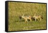 Black-Backed Jackal-Mary Ann McDonald-Framed Stretched Canvas