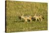 Black-Backed Jackal-Mary Ann McDonald-Stretched Canvas