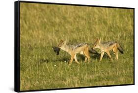 Black-Backed Jackal-Mary Ann McDonald-Framed Stretched Canvas