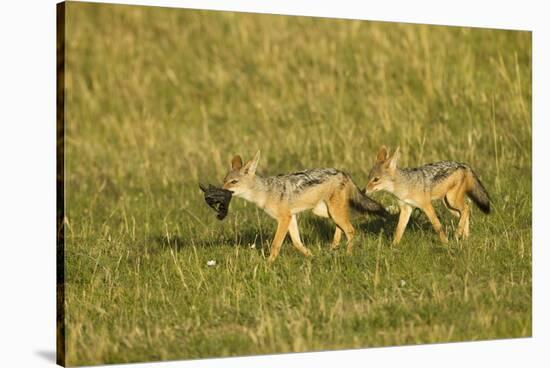 Black-Backed Jackal-Mary Ann McDonald-Stretched Canvas