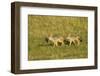 Black-Backed Jackal-Mary Ann McDonald-Framed Premium Photographic Print