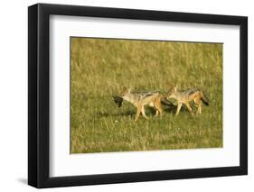 Black-Backed Jackal-Mary Ann McDonald-Framed Premium Photographic Print