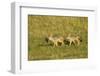 Black-Backed Jackal-Mary Ann McDonald-Framed Premium Photographic Print