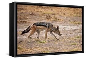 Black-Backed Jackal-Romas Vysniauskas-Framed Stretched Canvas