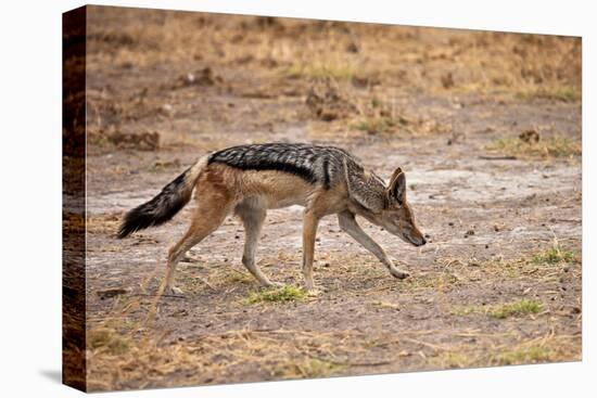 Black-Backed Jackal-Romas Vysniauskas-Stretched Canvas