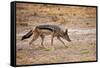 Black-Backed Jackal-Romas Vysniauskas-Framed Stretched Canvas